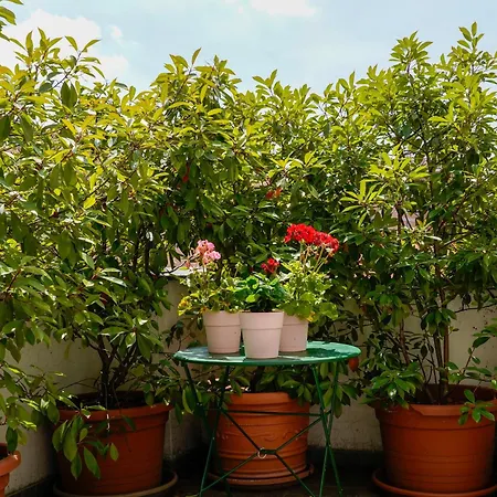 Terrace Turin