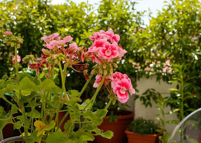 Terrace *