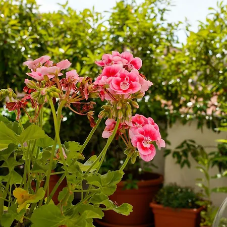 Terrace *